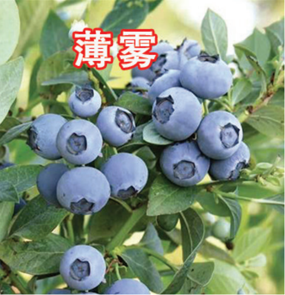 FI(yng)B(yng)磩